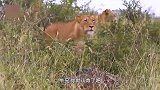 野牛被狮子咬住屁股，突然狮子感觉背后一寒，回头一看撒腿就跑！