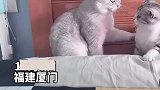 猫猫在打闹突然间抱起来了，公猫都震惊了