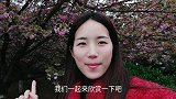 实拍：湖南永州市委大院的樱花开了，太美了，不虚此行