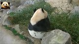 熊猫滚滚吃竹子的背影，胖乎乎，萌嘟嘟，真的很迷人