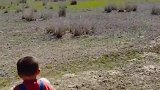 天生的游牧民族哈萨克小牧民带失途小羊羔找妈妈