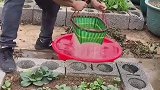 男子去岳母家用竹篮打水浇菜