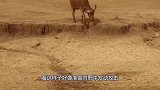 猎豹偷袭野牛，野牛使出这一招，下一秒猎豹悲剧了