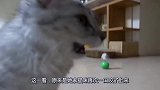 猫咪舔了主人的脚之后，面部扭曲，简直是臭到怀疑猫生！