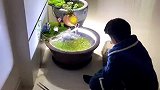 男子将水缸改造成鱼缸，别说还挺别致的