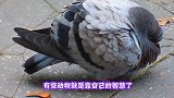 海鸥为了捕食鸽子，假装趴在地上晒太阳，下一秒鸽子悲剧了