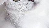 猫：都这么大人了，还这么幼稚！