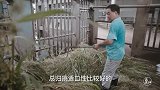 二更视频-20170905-落户上海40余载，版纳的惊险一“躺”牵动众人心