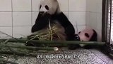 饲养员假扮成大熊猫，熊猫看到后懵逼了，这娃咋长得这么丑