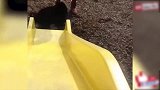 你怎么这么会玩呢，看着萌萌的猫咪，真的是好可爱啊！