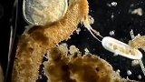 最牛的虎口脱险，逃生技能一流，眼看进肚竟被逃出了
