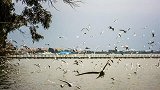 云南这座城市不靠海，一到冬天却有大量海鸥，胆子大不怕人