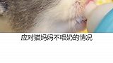 动物的迷惑行为 猫妈妈为什么会杀死小猫？萌宠出道计划