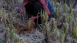 刚收割不久的稻田里，一位老大爷在捡田里遗漏的稻穗