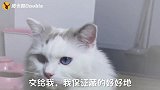 肥猫为了谈条件，竟想设计坑主人，这回又要挨揍了