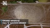 延时摄影记录奇妙时刻 34秒看完“作茧自缚”全过程