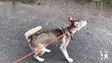 二哈的“脑回路”让人无法理解，看见个垃圾堆也能叫半天