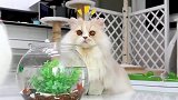 三只猫咪第一次看到鱼，整天围着鱼缸转