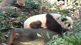 熊猫：我是谁，我在哪，我在干嘛