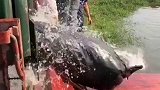 这一脚踹下去放鱼的场面太震撼了，从来没见过这么多的鱼，今天真