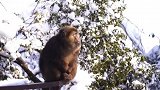 峨眉山猴子们的冬日生活