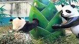 熊猫：这一点也不好玩，呜呜，想吃又无从下口
