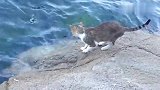 猫咪在岸边捉鱼吃，瞄准目标一出手就捉到一条鱼