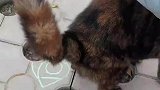 女子路边偶遇生锈猫，还主动过来贴贴
