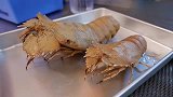 日本最贵的巴尔曼螯虾，看着满满的虾膏就过瘾,一般人根本吃不起