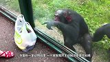 猩猩自从看过饲养员洗头，便一发不可收拾，迷恋上了给自己洗头