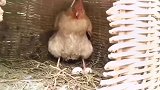 主人盯着母鸡下蛋,接下来母鸡一个举动,简直成精了