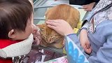 家住鸡鸣寺的招财猫，都快被游客给摸秃了