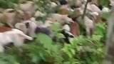 这野猪是被吵死的