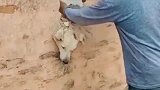 这小狗真叫人操心，看到这个德行，我只想问是怎么进去的呢