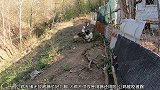 公鸡是得罪火鸡了吧，鸡走到哪里，火鸡就跟着还动手了