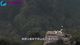 中国武术遭到质疑看老外挑战少林武僧，结果令在场的人都无语了