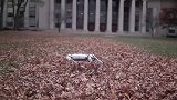 麻省理工研制最新四足机器人 被踢倒自己能爬起来
