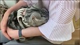 猫咪一进医院，怂的头都不见了，猫：你看不见我