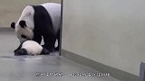 熊孩子惹毛大猩猩，像死狗般被拖走！熊孩子的反击绝了