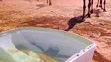 沙漠遇到水，可把骆驼渴坏了