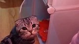 猫：我没偷吃，我在柜子里抓耗子！
