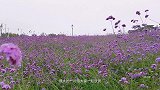 深圳流花山花海，一边赏花，一边看美女