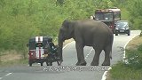 货车载着大象在路上，眼前突然出现红灯，大象伸出“罪恶之手”！