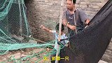 群友宰杀了只农村土鸡，6块5买了个大冬瓜，土灶一炖，太香了