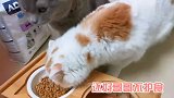 挑战全网最不护食的小猫咪，被妹妹直接抢饭碗也不会发脾气，最乖