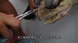 草原上一只“无头狼”四处漂泊，走近一看后，满满的心酸