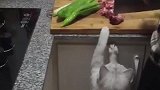猫：快给点吃的吧，饿得挺不住了！