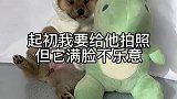 面对镜头，狗模狗样的