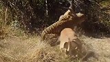 实拍猎豹残忍厮杀羚羊，一招锁喉直接毙命，场面极度震撼