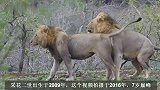 采花二世仅有的辉煌：结盟雄狮，和狮群围捕斑马